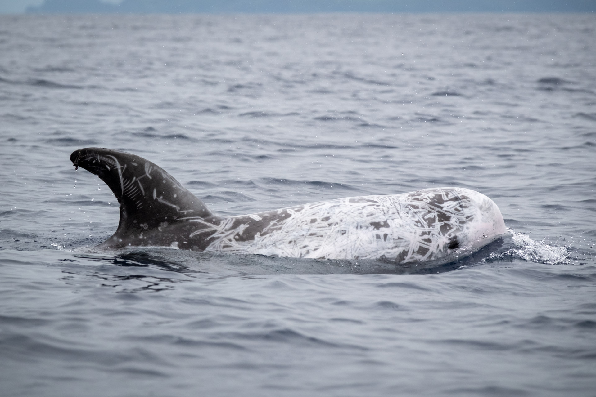 Delfin vor der Küste der Insel Pico.