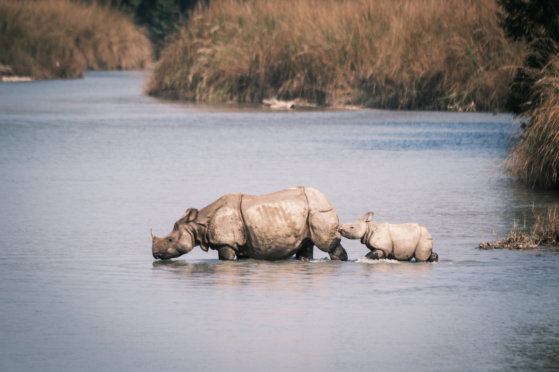 Ein Nashorn mit Jungtier im Bardia Nationalpark Nepals.