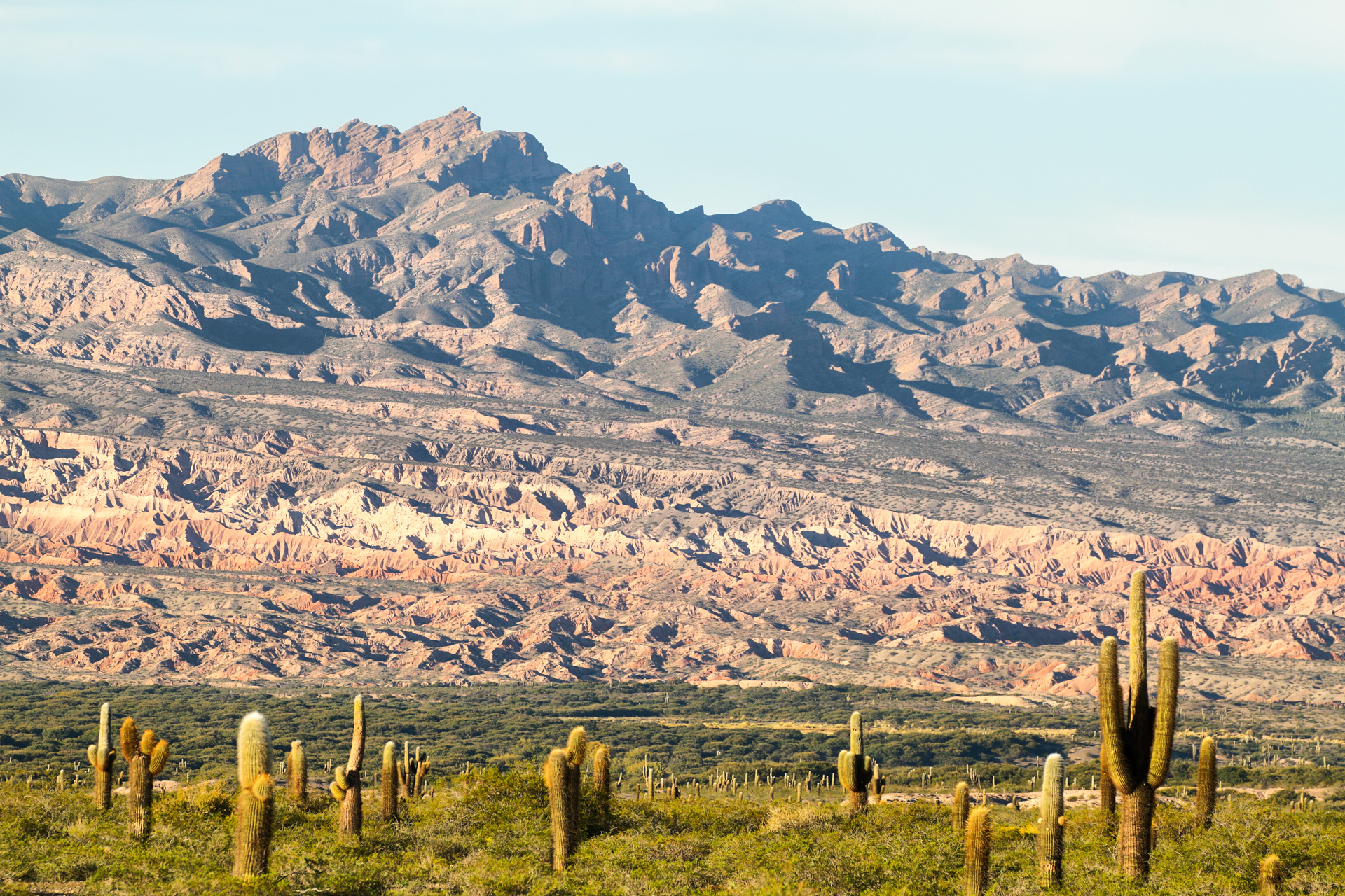 Riesenkakteen im Nationalpark Los Cardones .