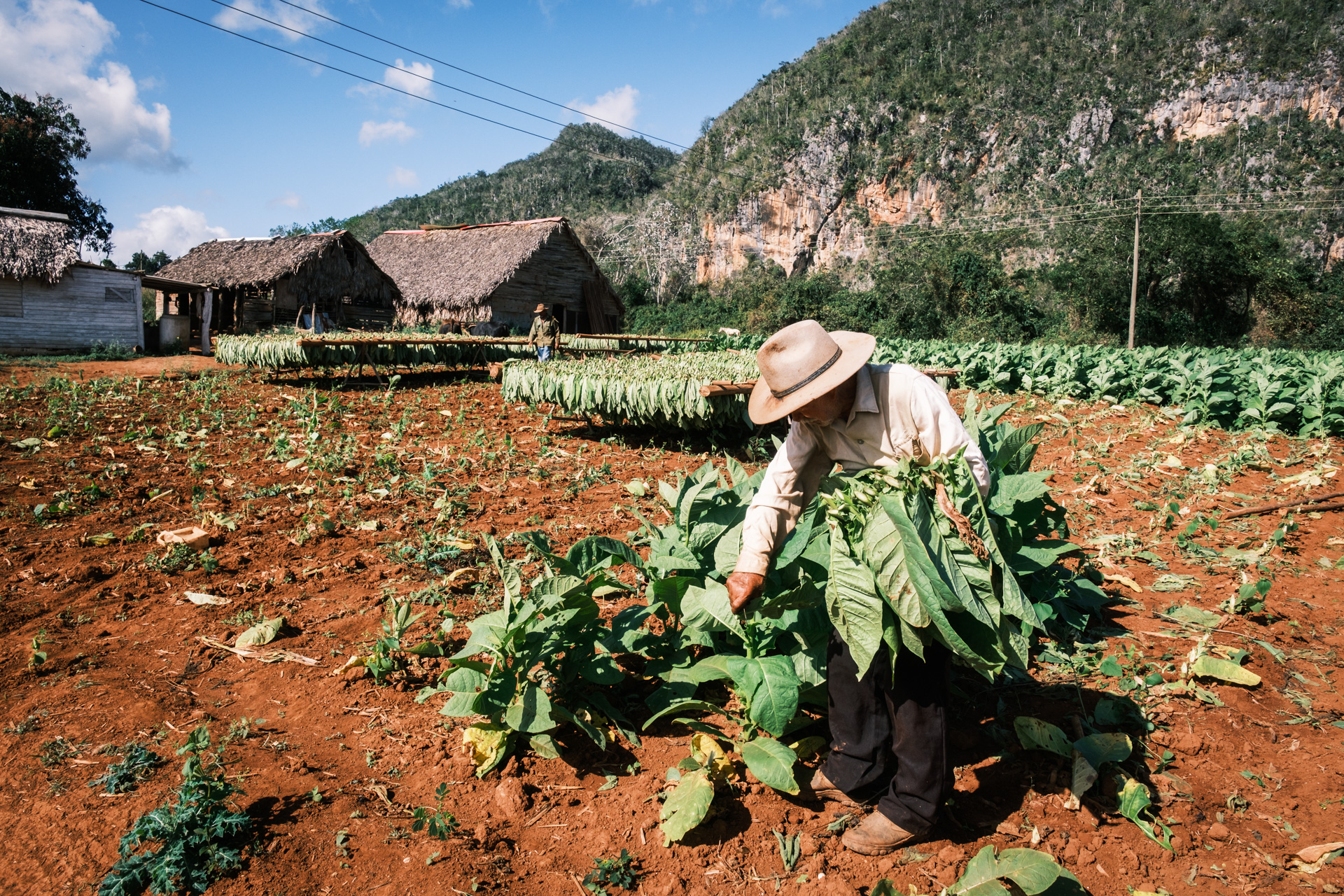 Tabakernte in Viñales.