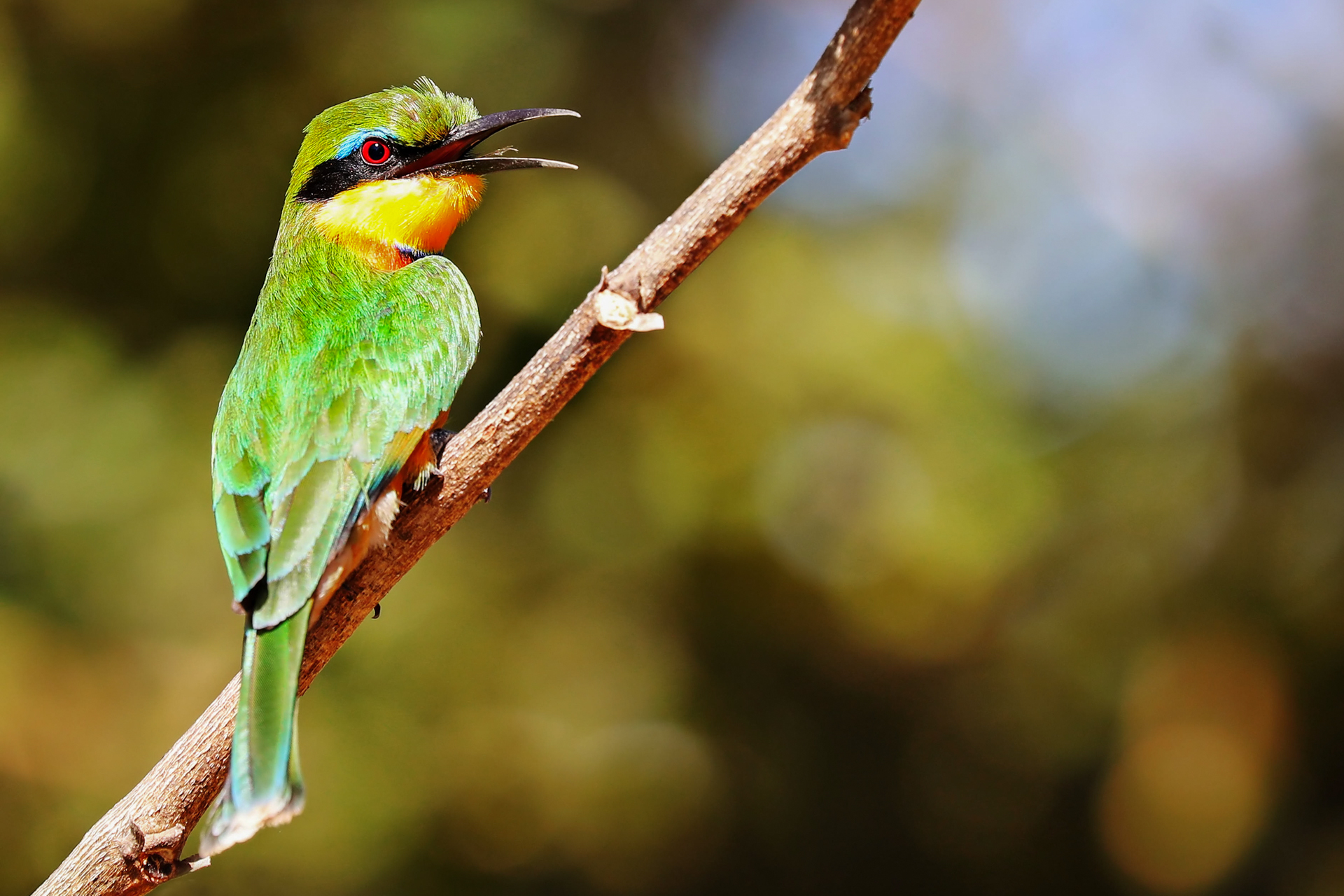 Ein Bienenfresser in Sambia.