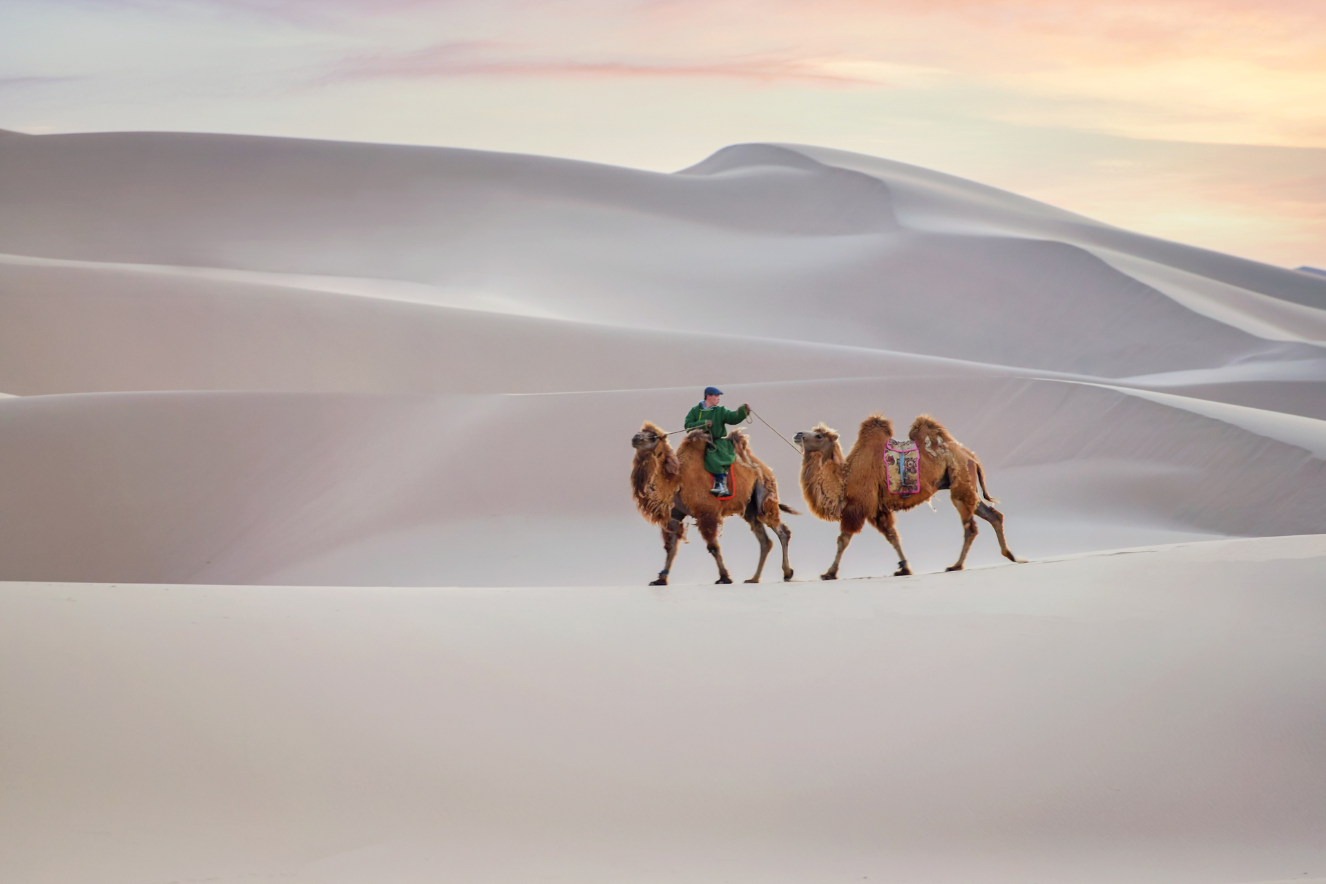 Ein Kamelhirte mit zwei Tieren auf einer Sanddüne in der Wüste Gobi.