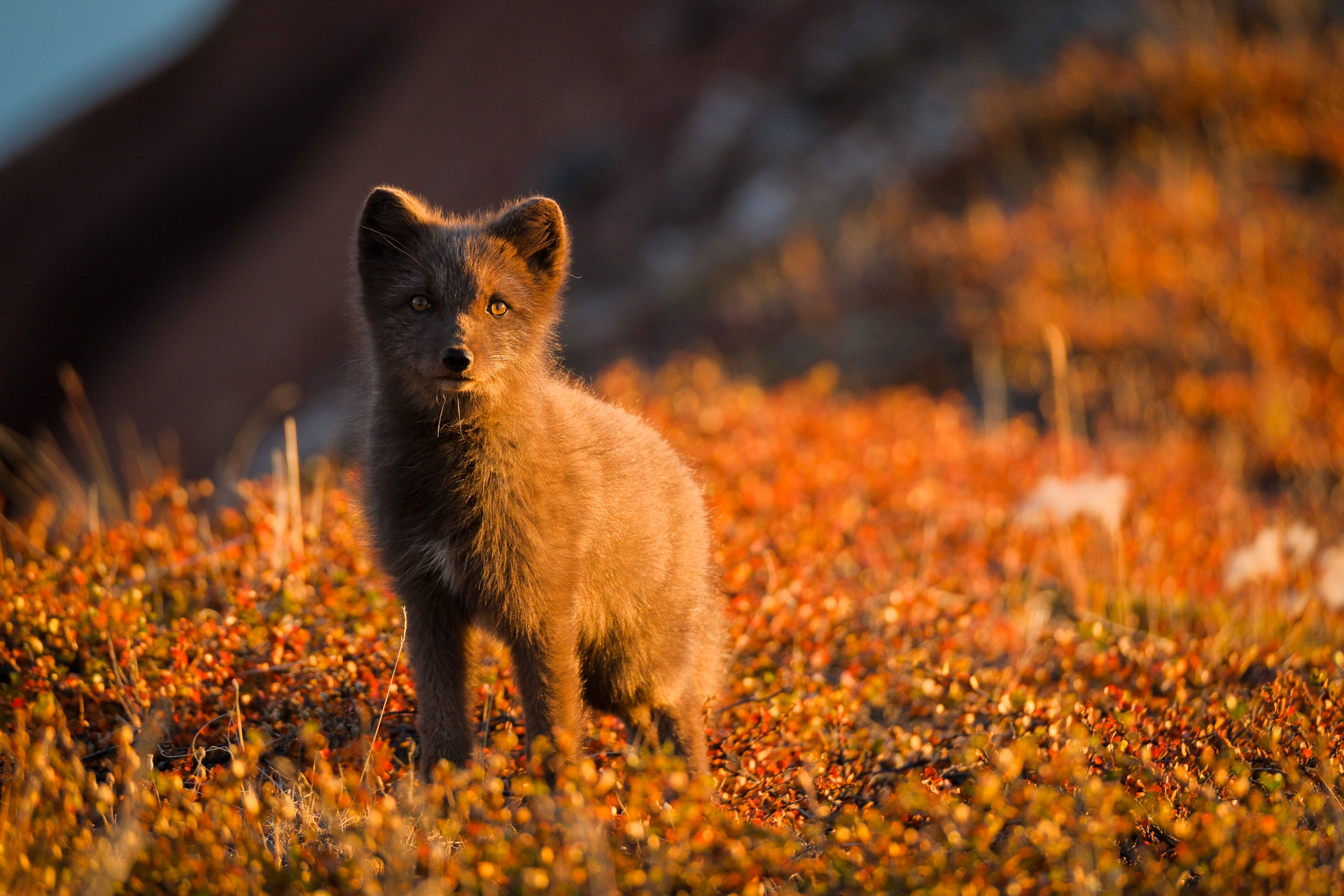 Curious arctic fox on an island in Scoresbysund.