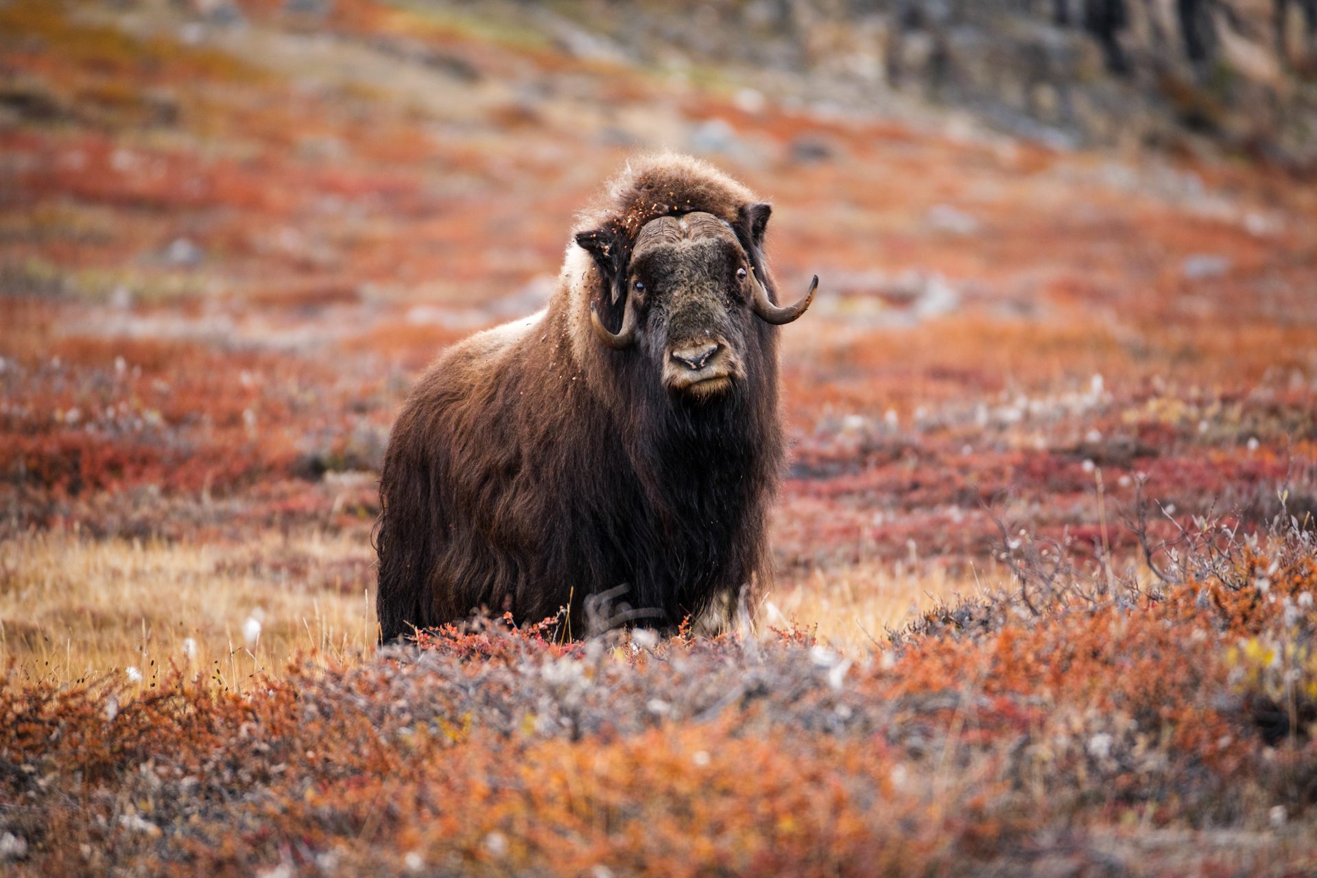Musk ox at Harefjod in Scoresbysund.