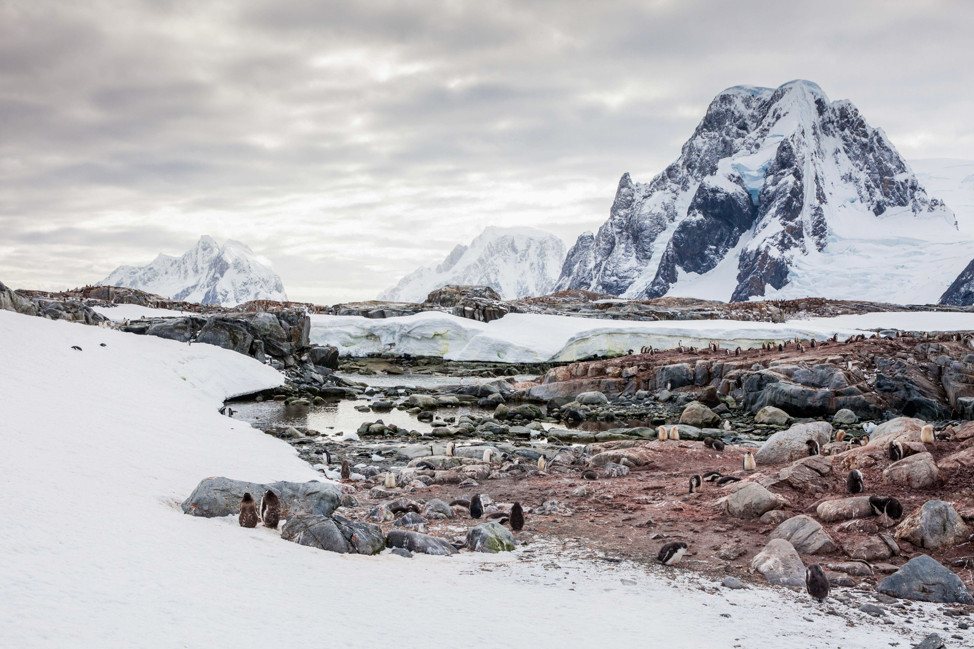 Penguins on Petermann Island / Antarctica