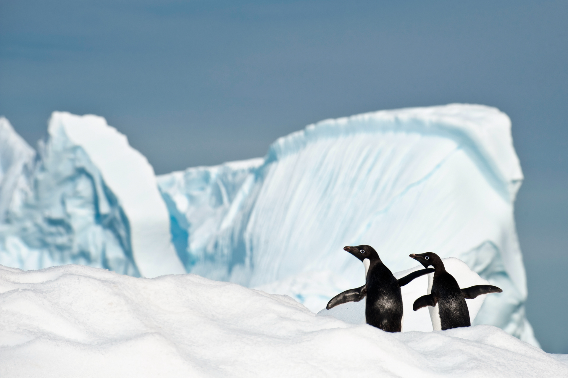 Adeliepinguine auf den Yalour Islands in der Antarktis.