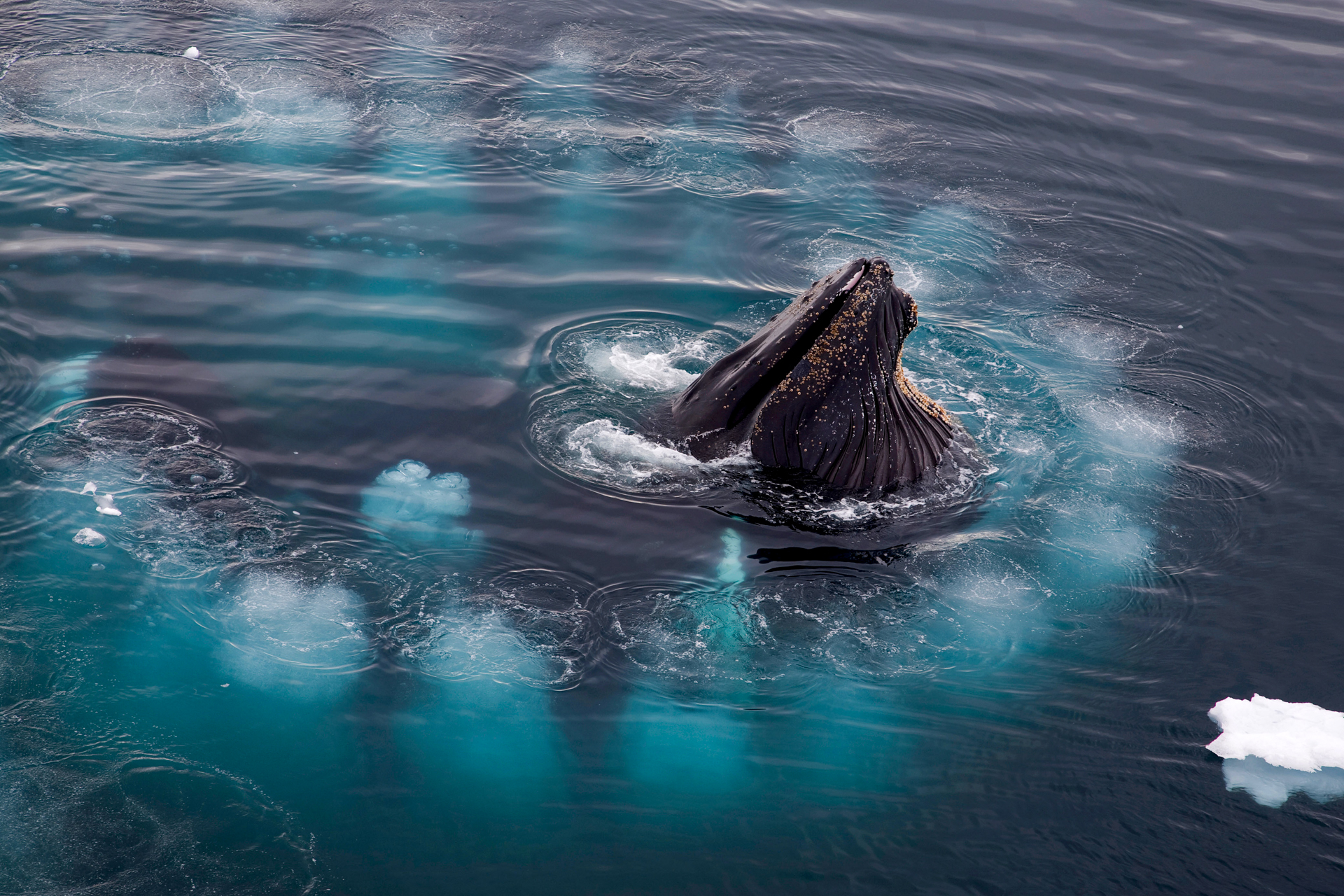 Buckelwale Bubble Net Feeding