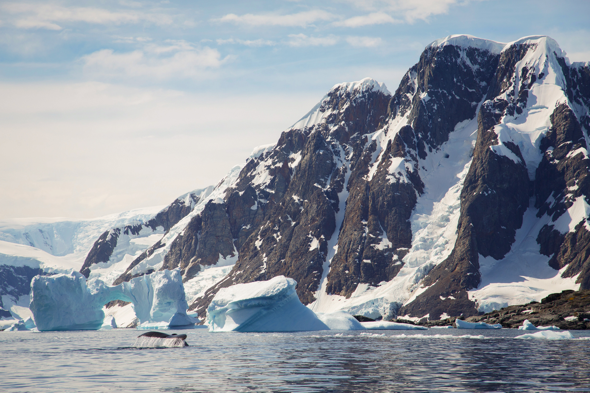 Buckelwal vor Petermann Island