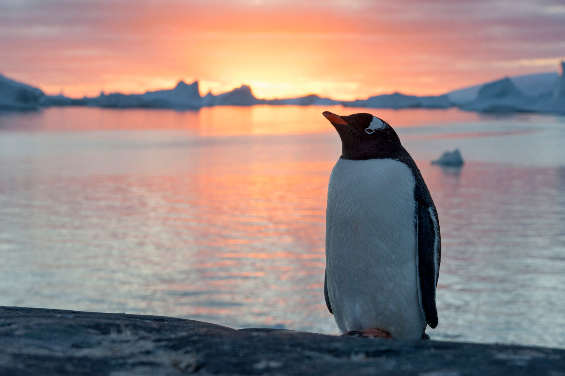 Eselspinguin bei Sonnenuntergang