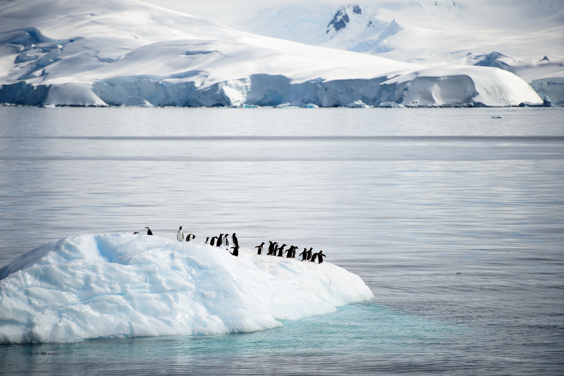 Eselspinguine auf Eisberg bei Melchior Island