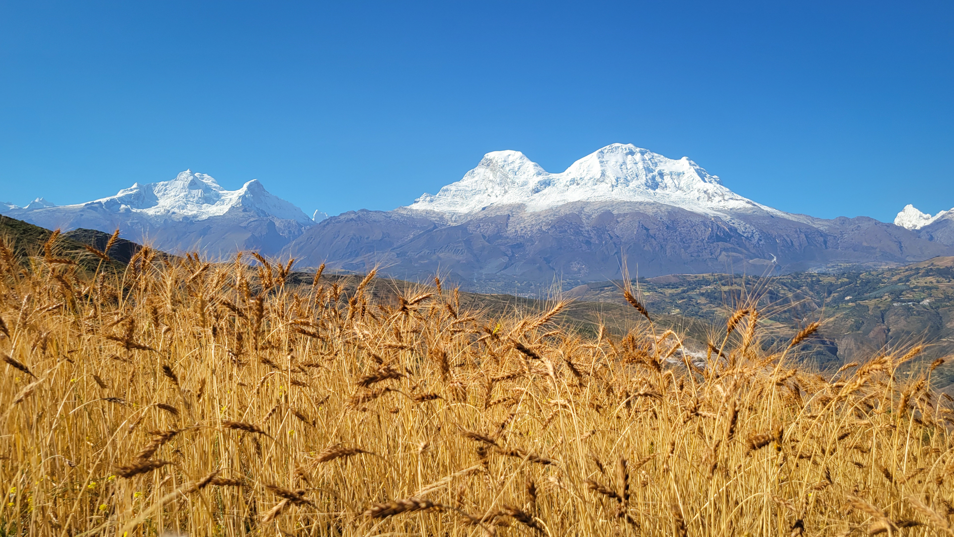 Huascarán mit Weizenfeld