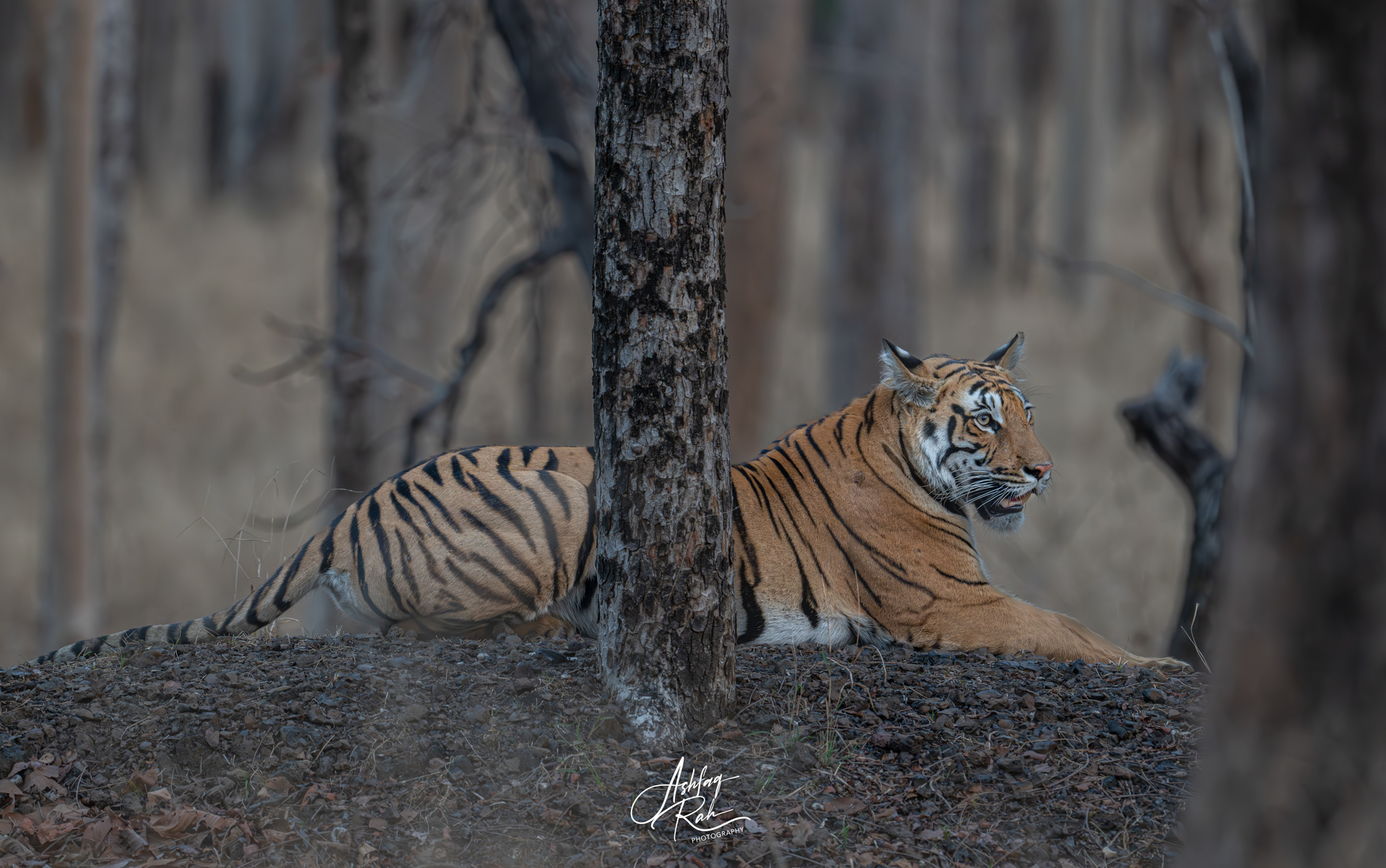 Panna NP Tiger