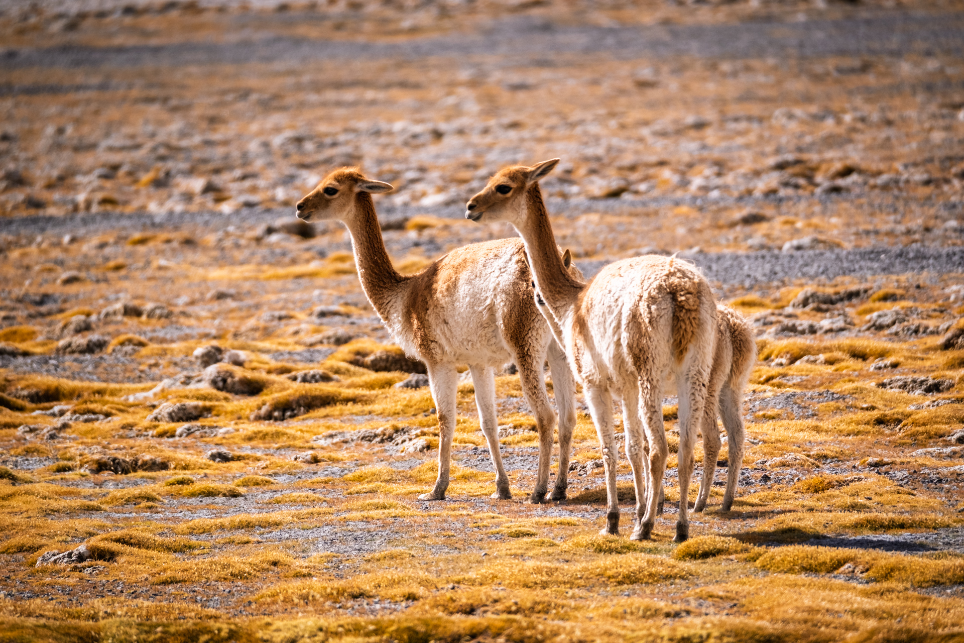 Vikunjas in der kargen Hochlandlandschaft der argentinischen Puna.