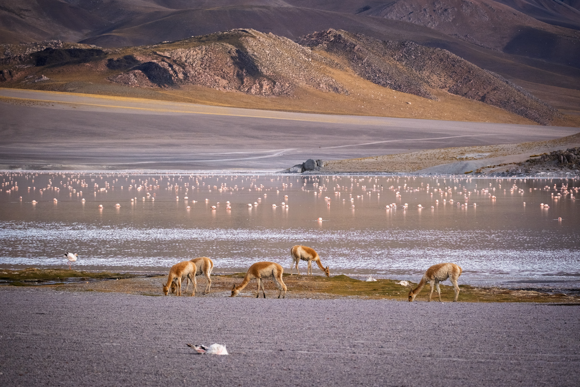 Vikunjas und Flamingos an einer Hochlandlagune der argentinischen Puna.