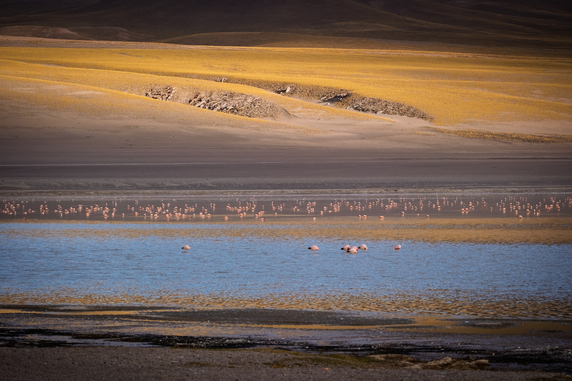 Flamingos in einer Hochlandlagune der Puna, eingebettet zwischen dunklen Ufern und goldenen Hängen.