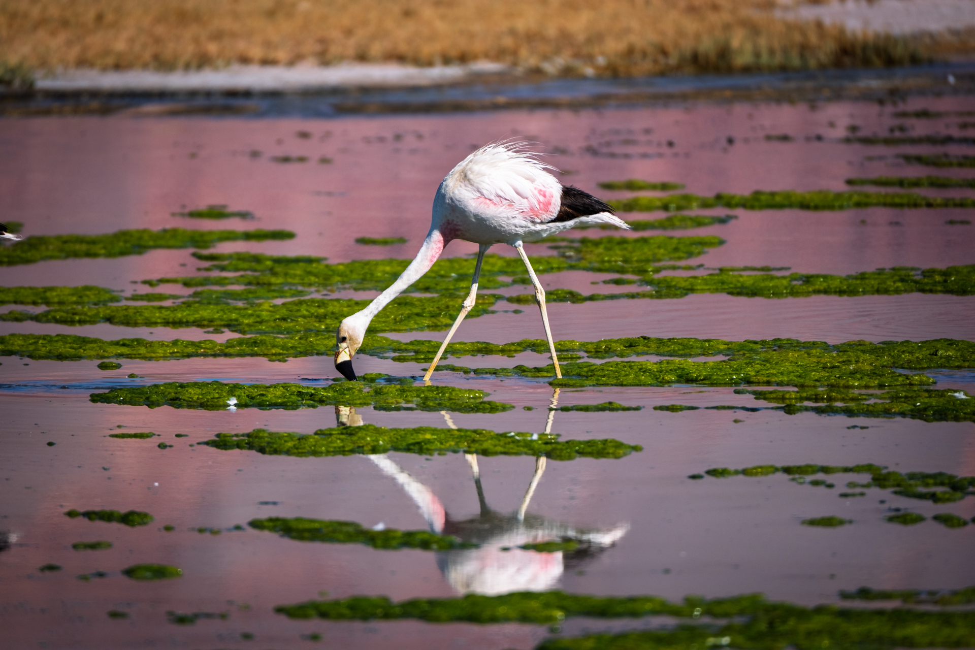 Ein Flamingo in einer flachen Hochlandlagune der argentinischen Puna.