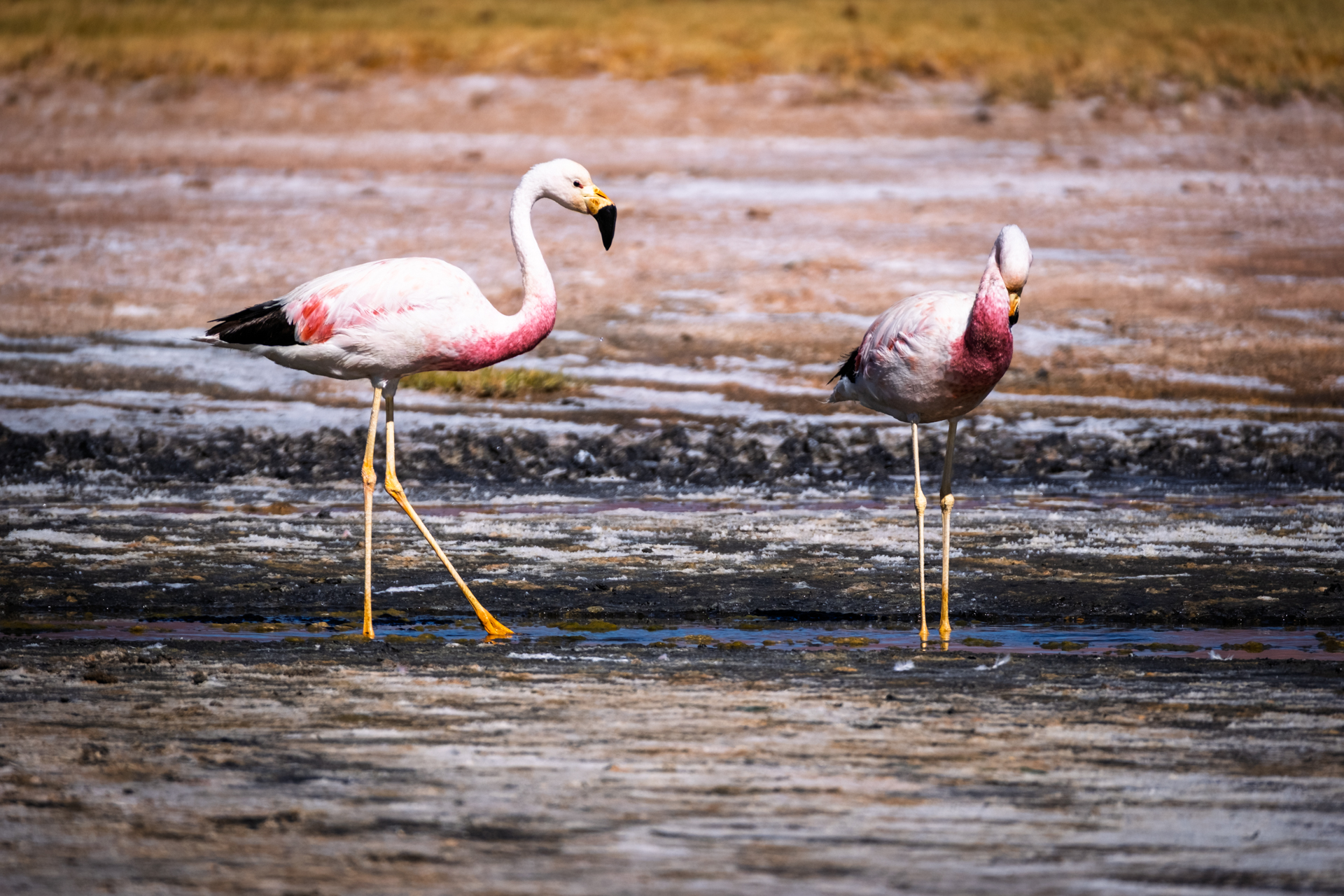 Flamingos in einer stillen Hochlandlagune der argentinischen Puna.