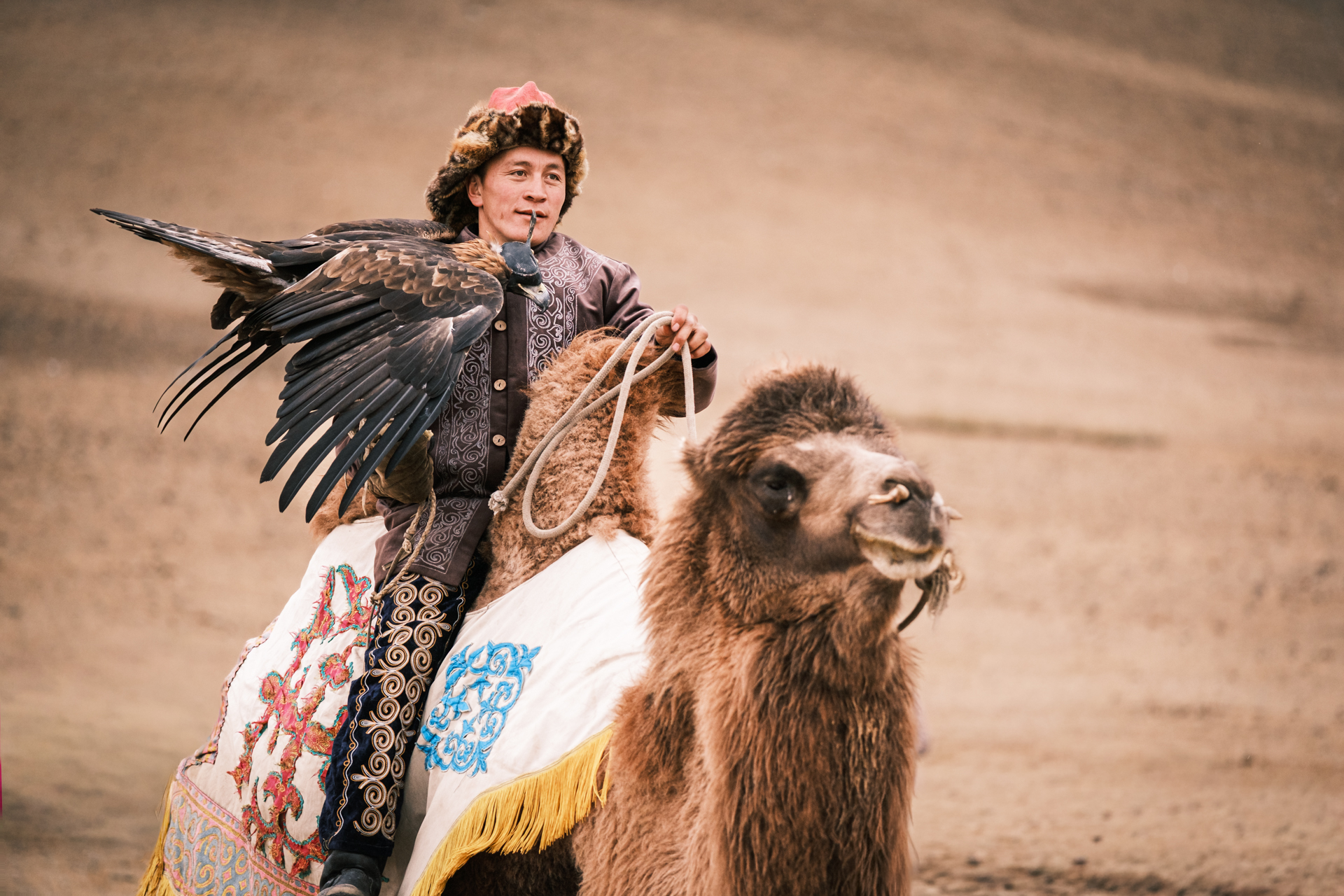 Eagle hunter riding a camel in the Altai Mountains.