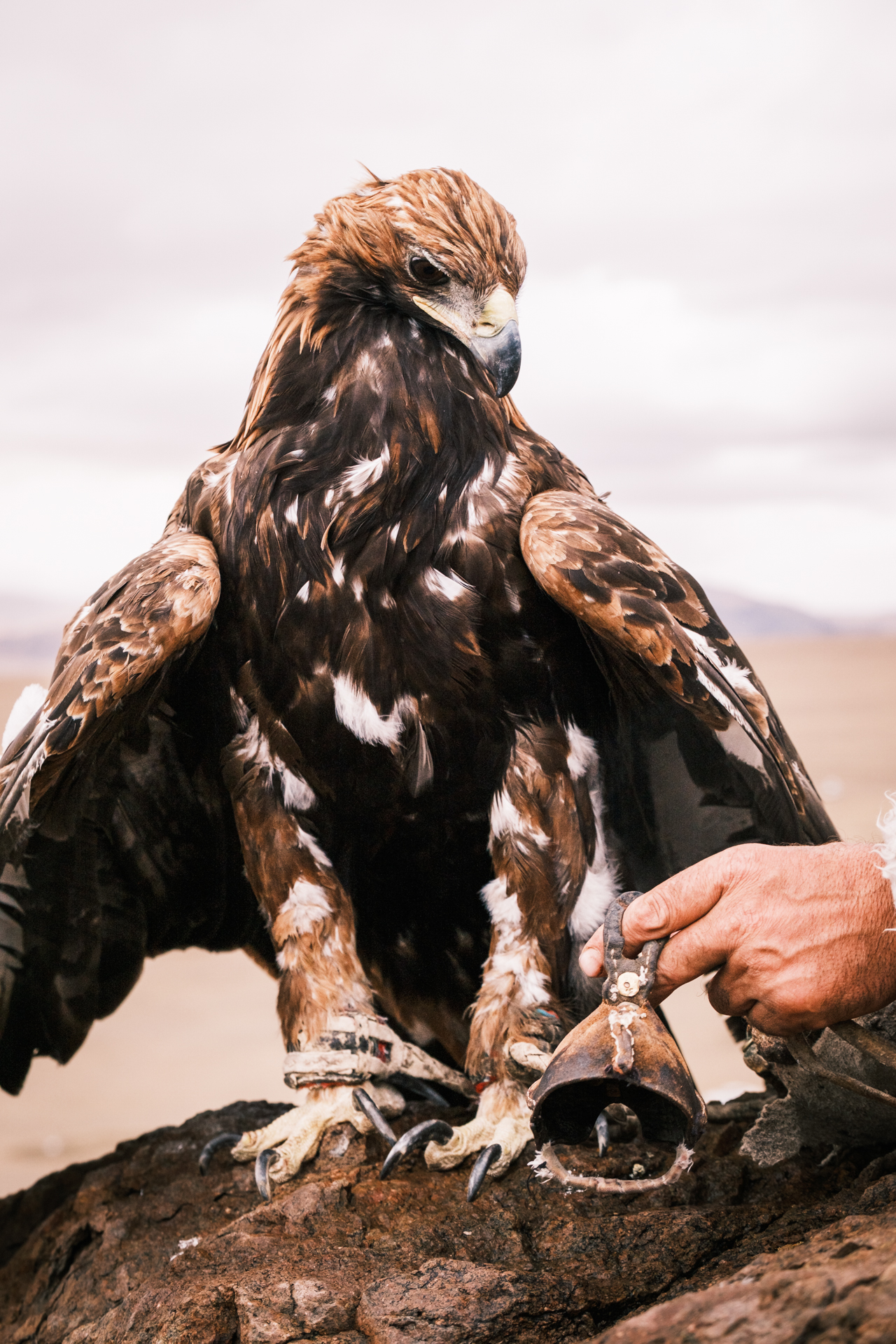 A portrait of an eagle during the eagle hunter festival in the Altai Mountains.