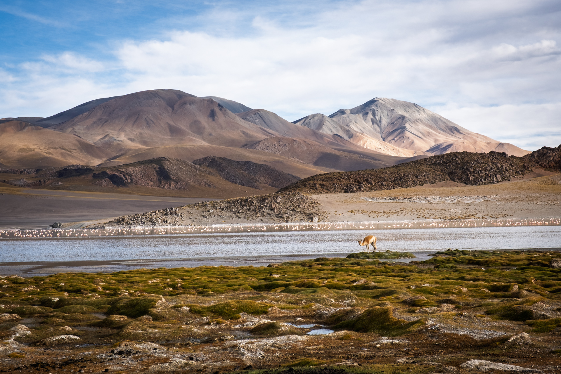Vikunja und Flamingos an einer Hochlandlagune vor den Vulkanbergen der argentinischen Puna.