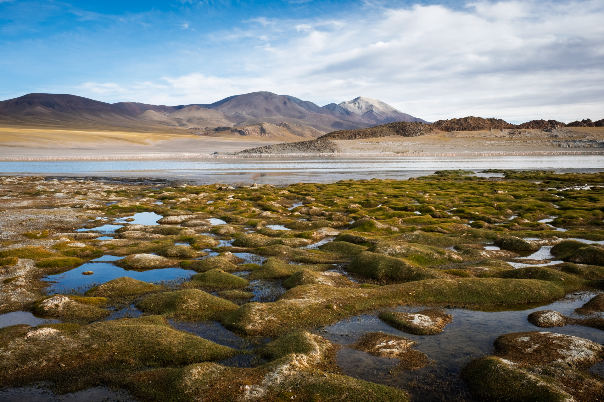 Grüne Quellpolster am Rand einer Hochlandlagune in der argentinischen Puna.