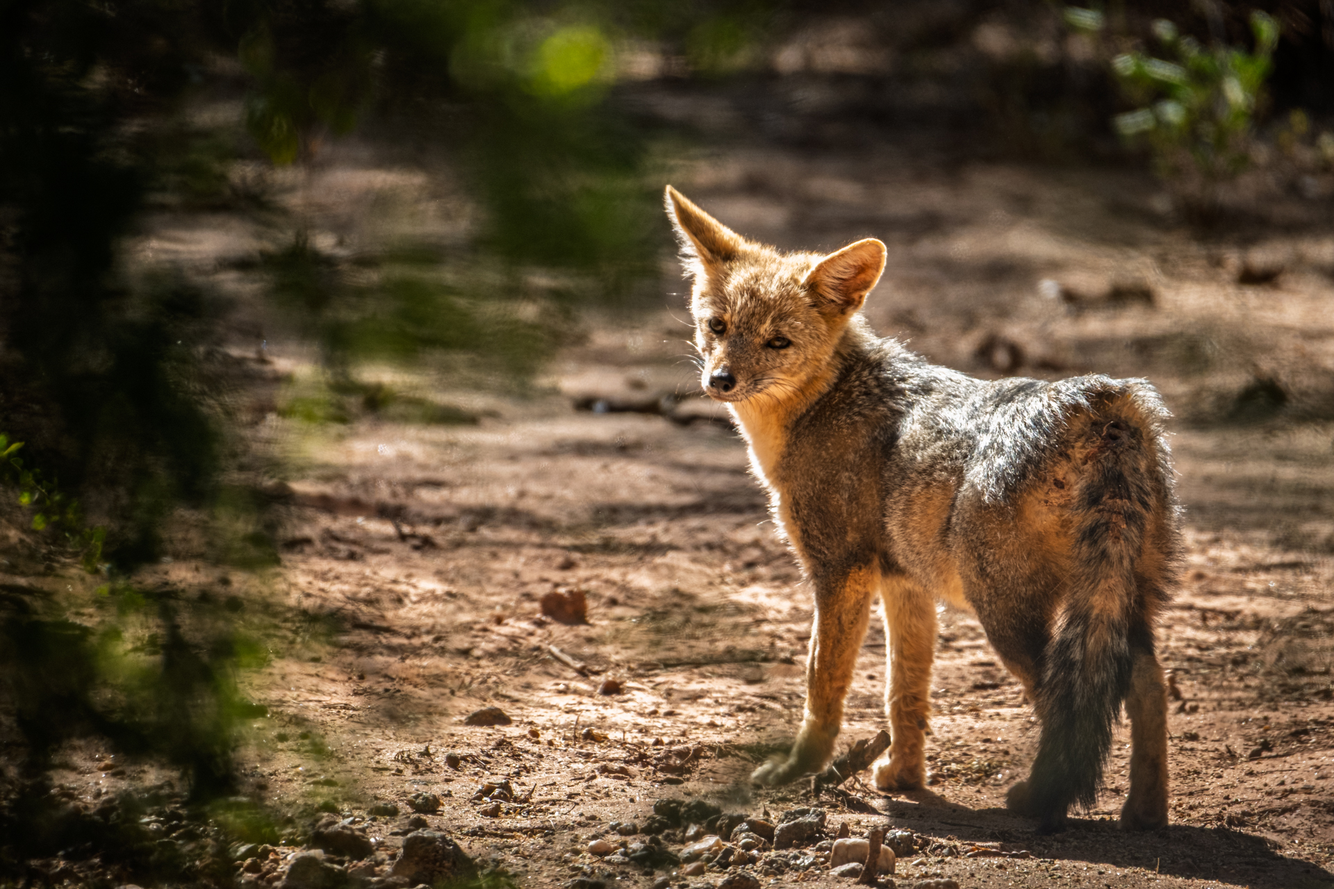 Ein Andenfuchs im warmen Licht zwischen Sträuchern.