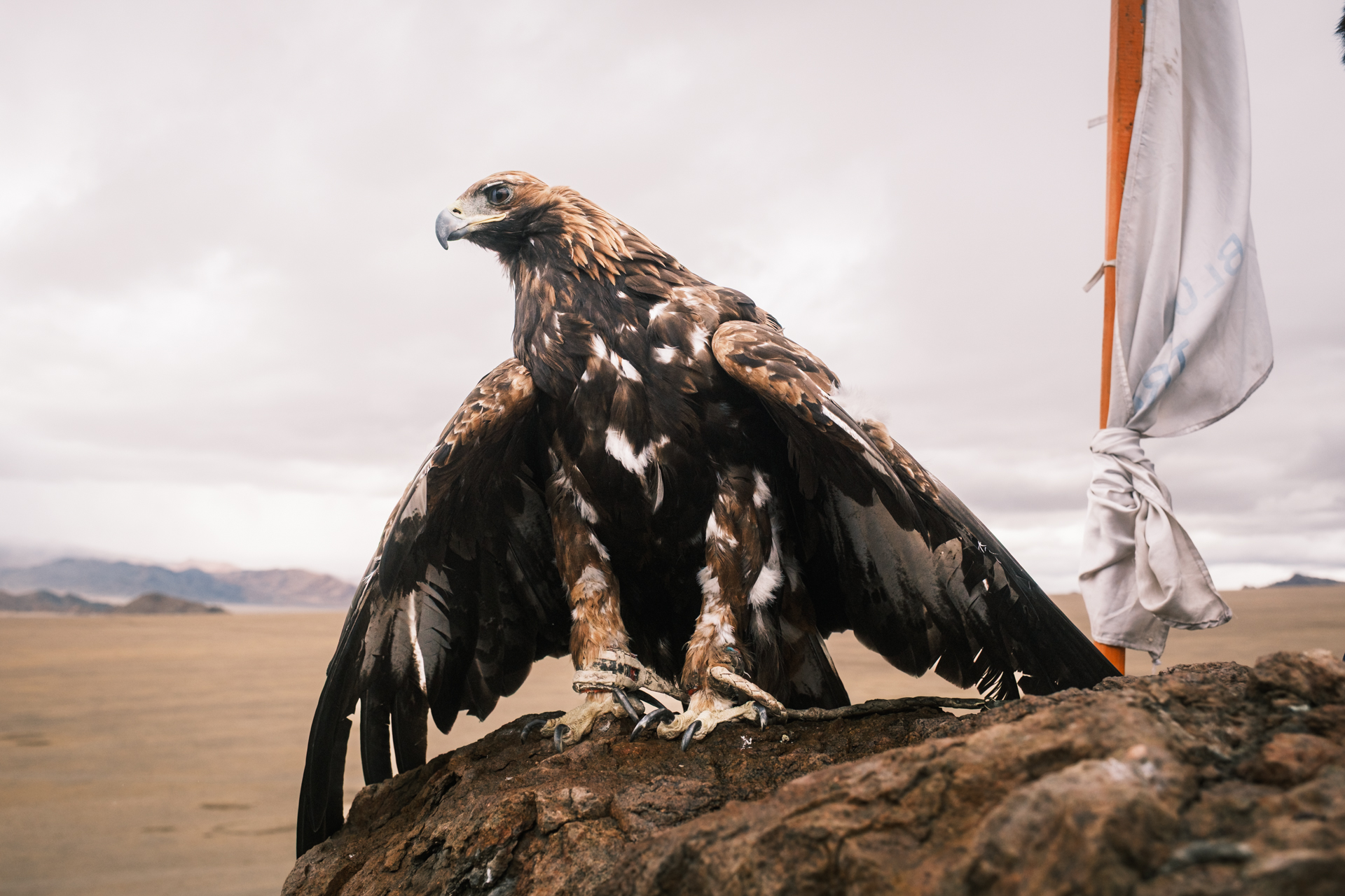Portrait of an eagle on the eagle hunter festival in the Altai mountains.