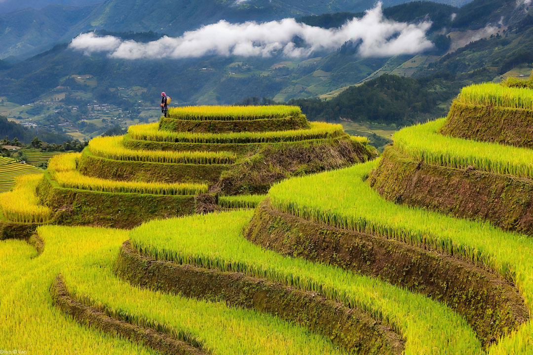 Mu Cang Chai - Reisterrassen