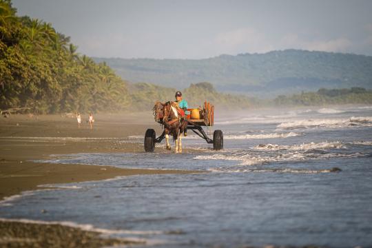 Costa Rica_Osa_Beach_Horse Carriage