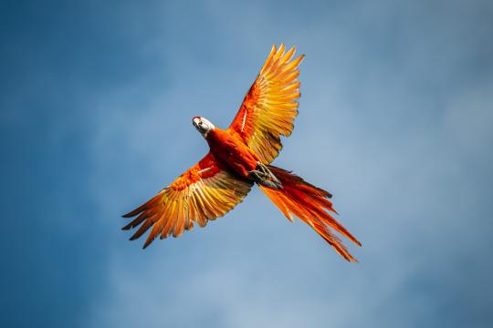 Ara - Peninsula de Osa - Costa Rica