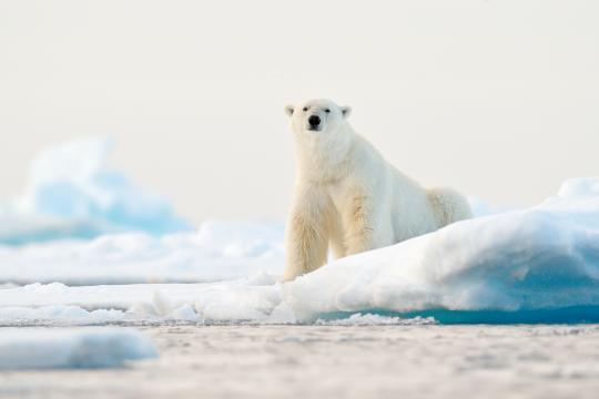 Fotoreise Svalbard / Spitzbergen 2026